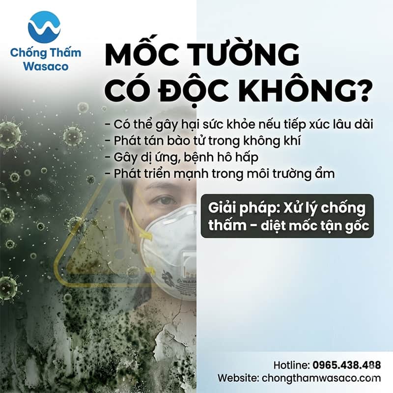 mốc tường có độc không
