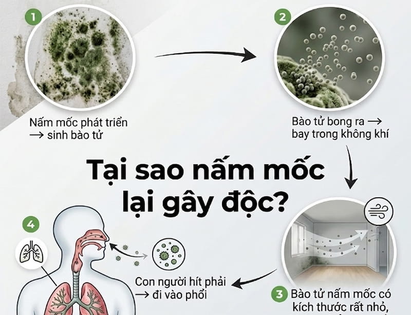 mốc tường có độc không