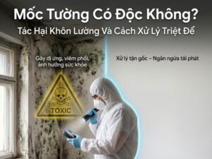 mốc tường có độc không