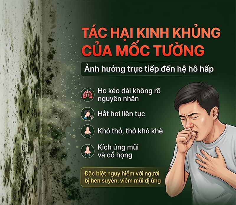 mốc tường có độc không