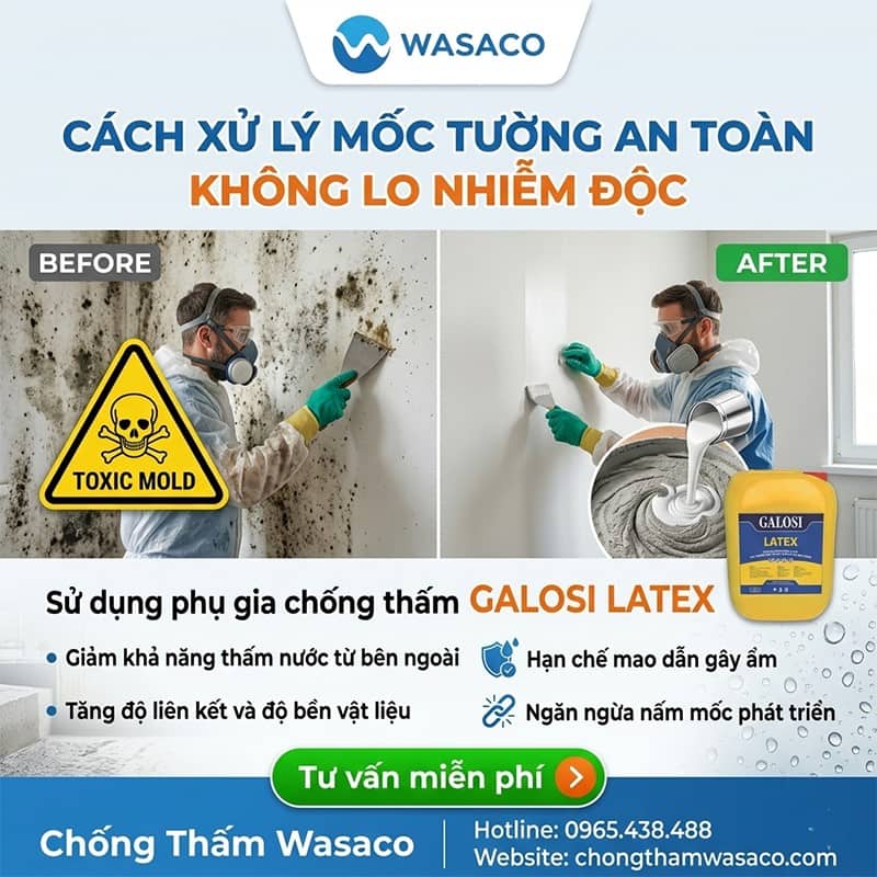 mốc tường có độc không